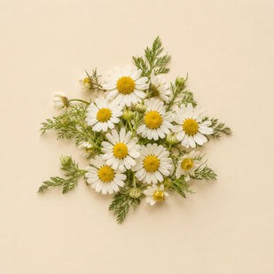 CHAMOMILE