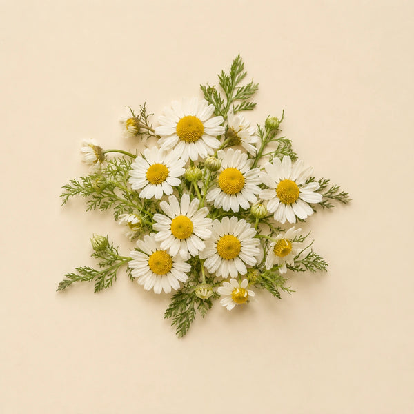 Chamomile flowers