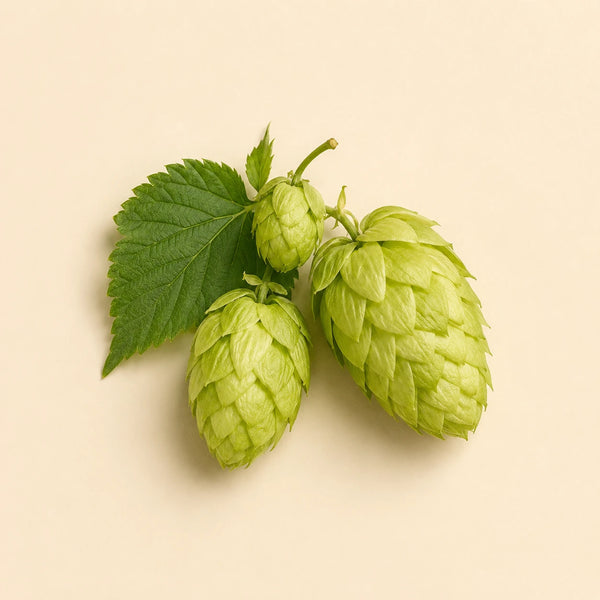 Hops flowers