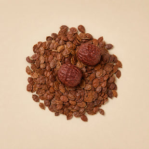 WILD JUJUBE SEED